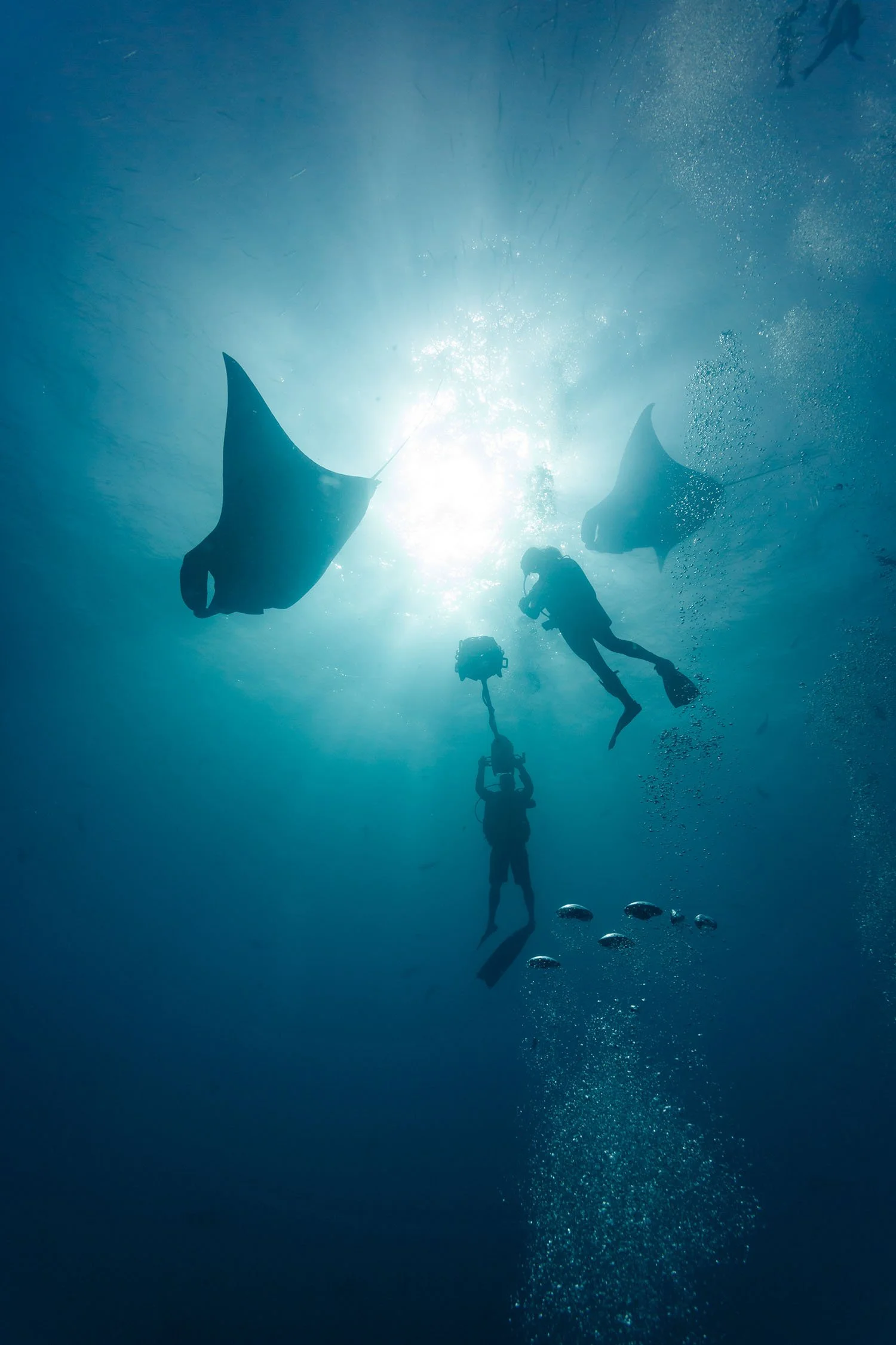 Filming divers and manta rays with an immersive camera